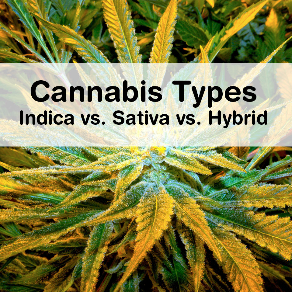 cannabis sativa vs indica